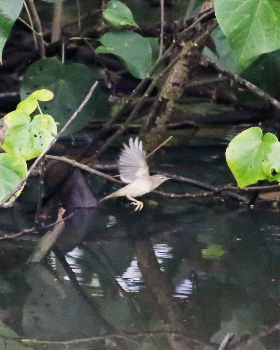 עלווית כהה - ML645818258
