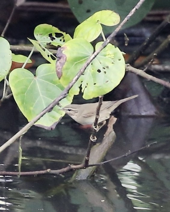 עלווית כהה - ML645818259