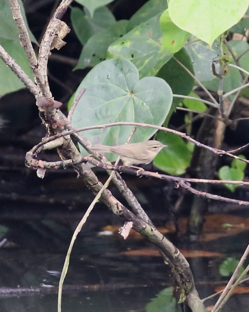 עלווית כהה - ML645818260
