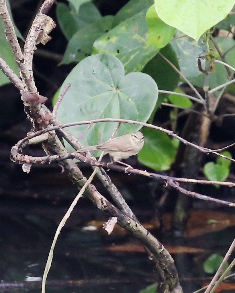 עלווית כהה - ML645818261