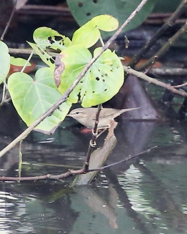 עלווית כהה - ML645818262
