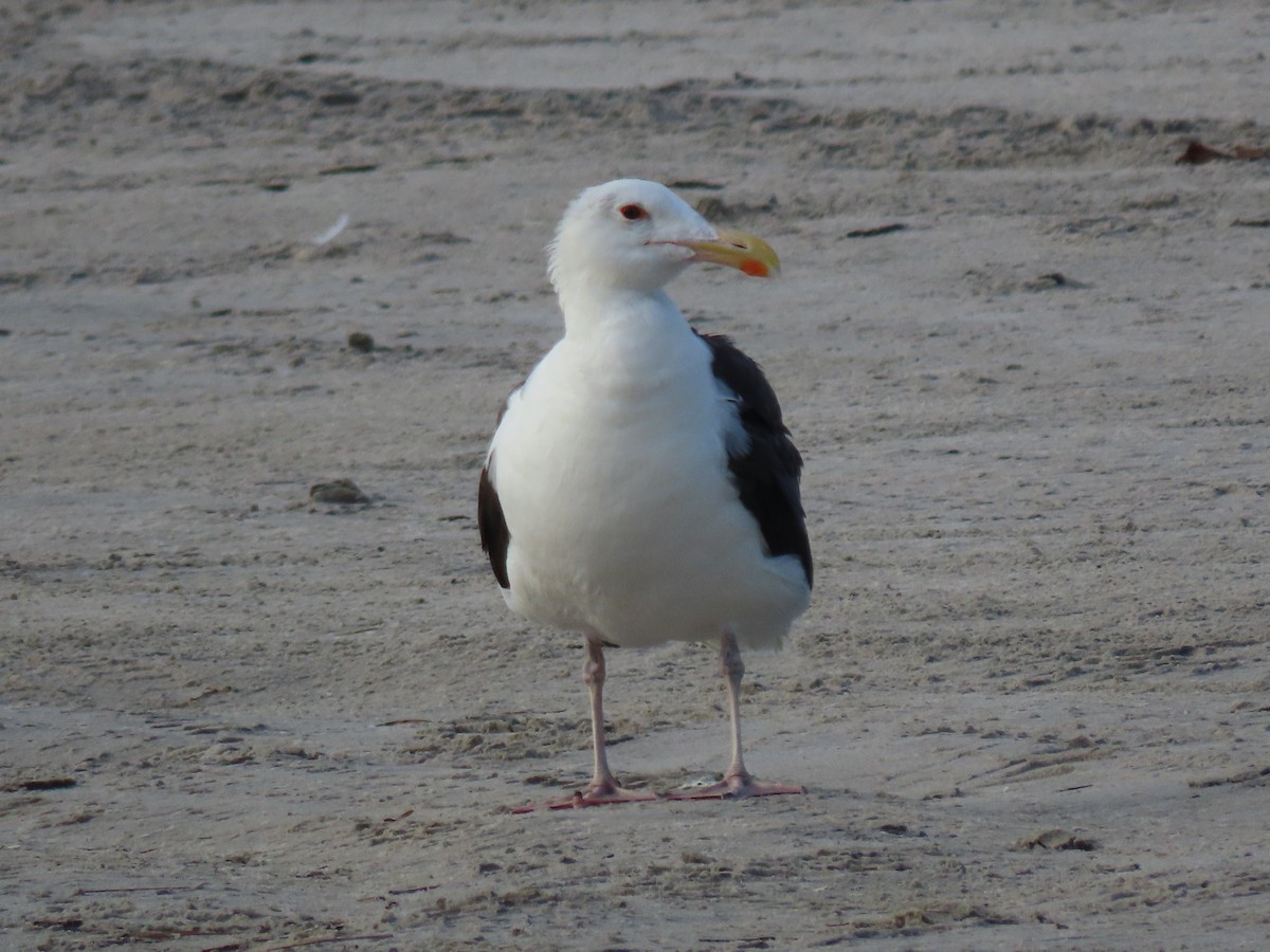 Great Black-backed Gull - ML645818264