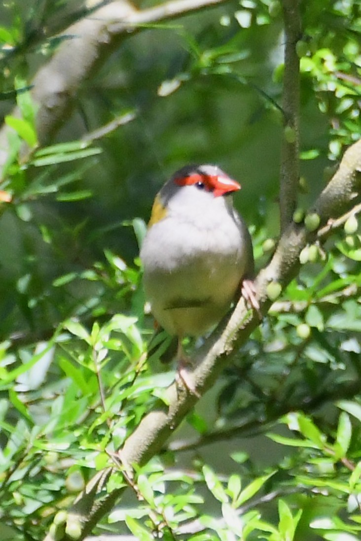 Red-browed Firetail - ML645818268