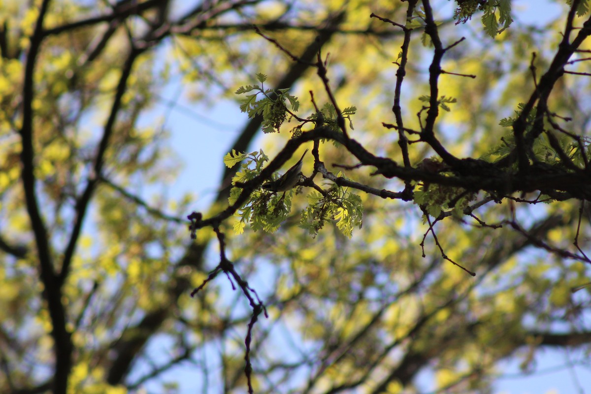 キンバネアメリカムシクイ - ML645818270