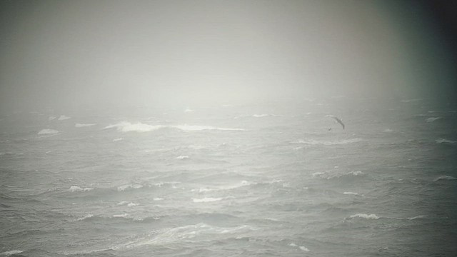 Альбатрос гавайський - ML645818275