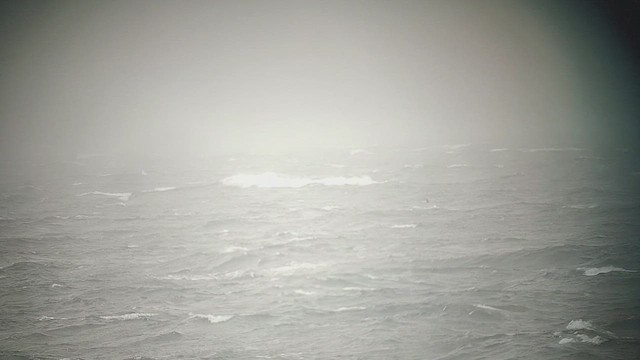 Альбатрос гавайський - ML645818276