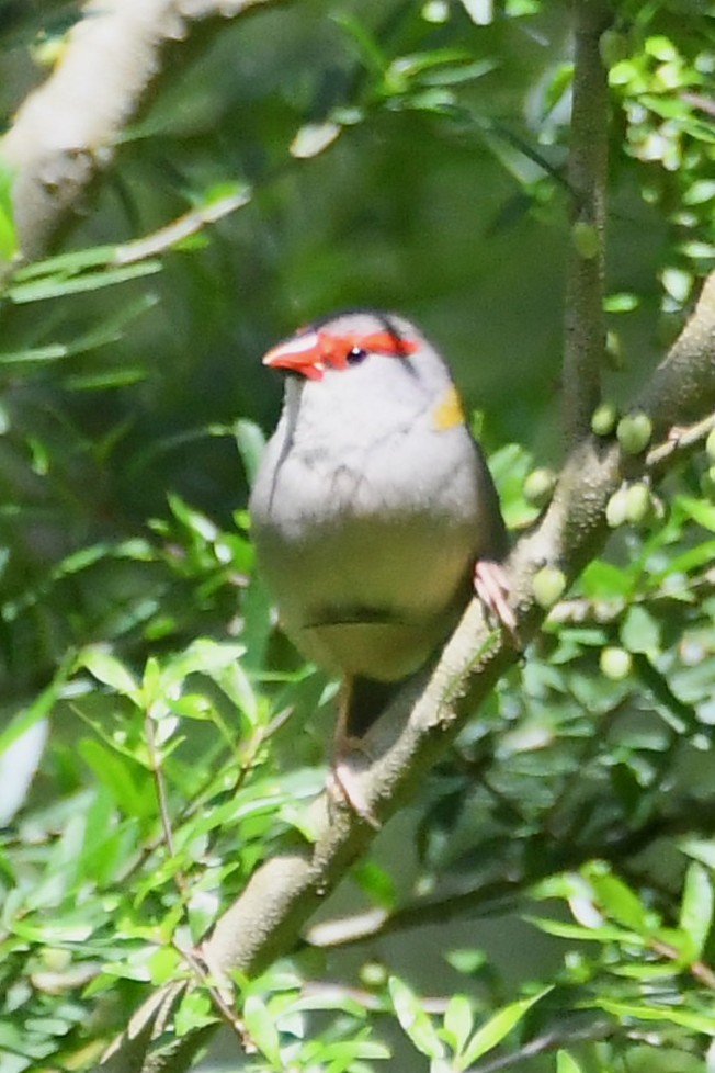 Red-browed Firetail - ML645818277