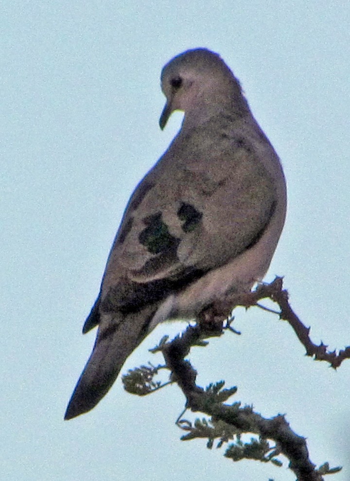 Emerald-spotted Wood-Dove - ML645818279