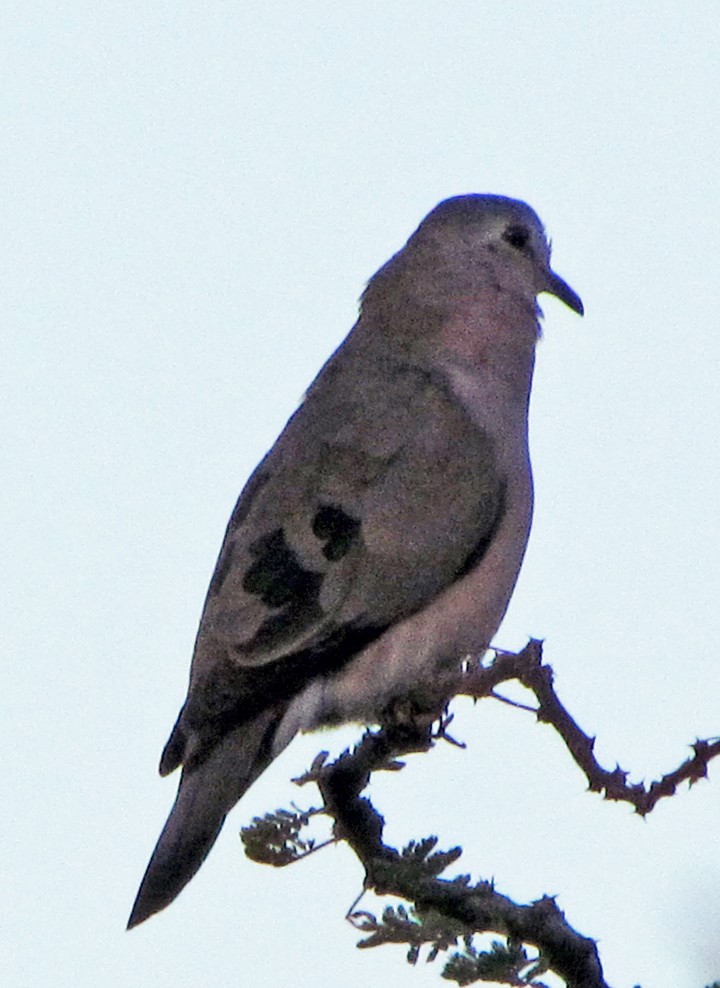 Emerald-spotted Wood-Dove - ML645818280