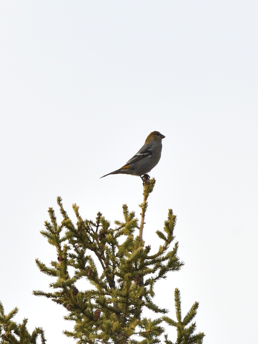 ギンザンマシコ - ML645818287