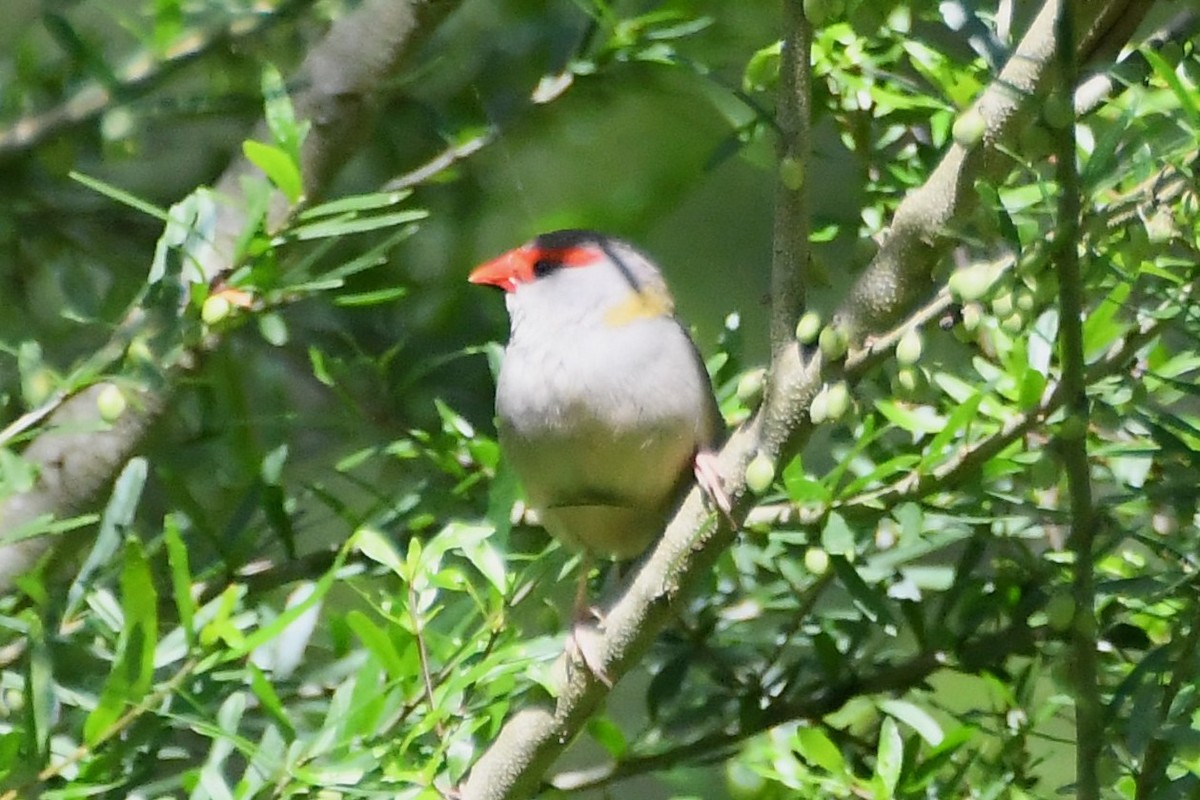 Red-browed Firetail - ML645818288