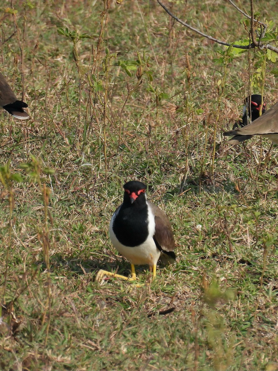 Red-wattled Lapwing - ML645818290