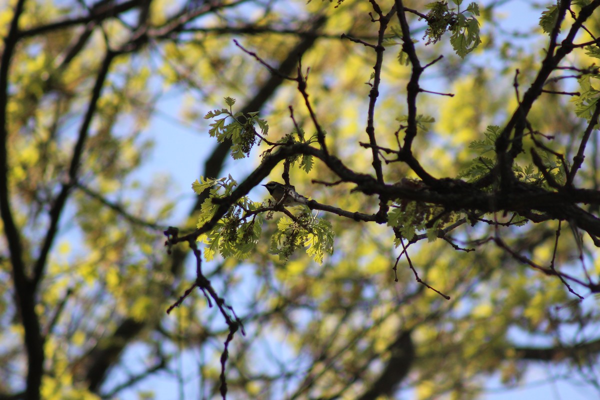 キンバネアメリカムシクイ - ML645818291