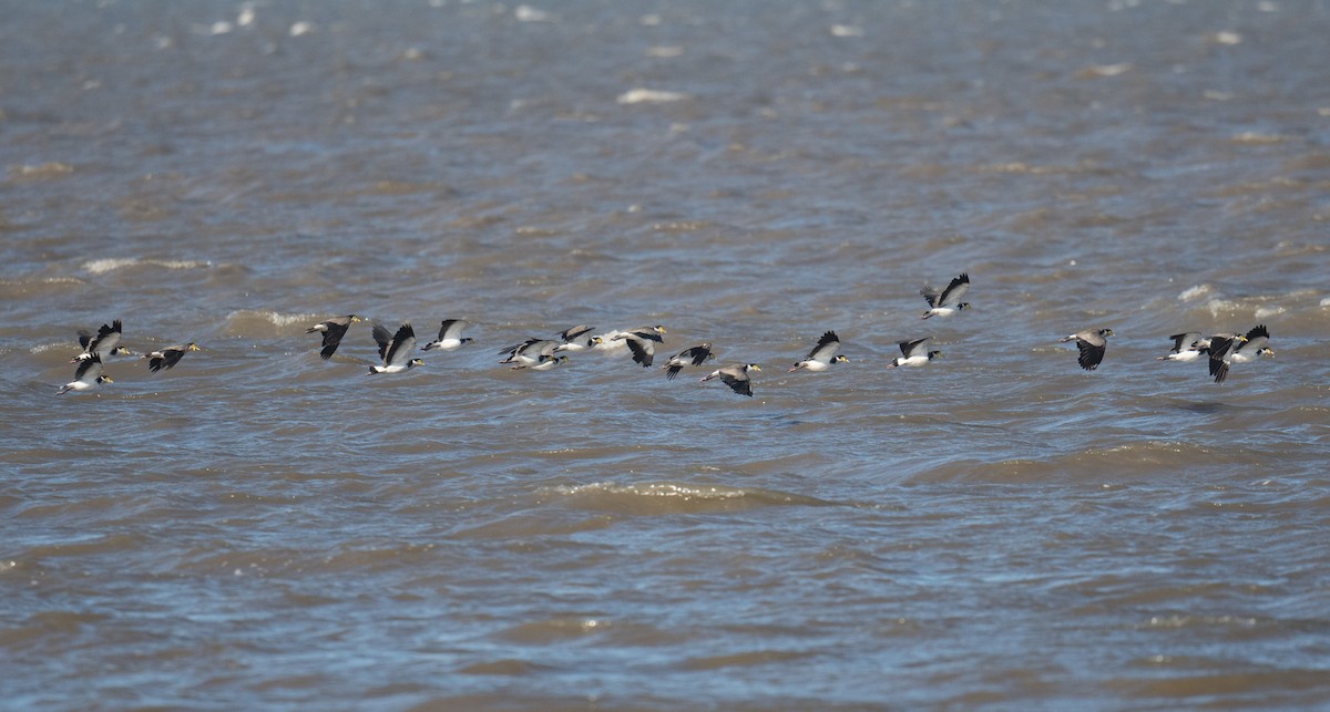 Hegabera maskaraduna - ML645818293