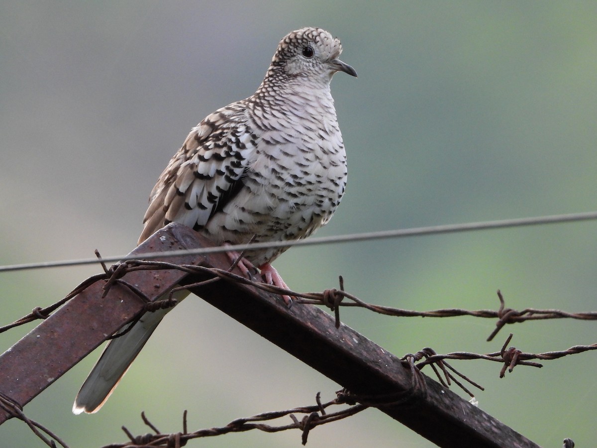 Scaled Dove - ML645818295