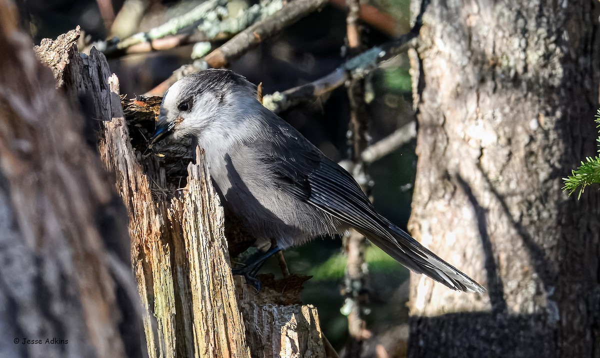 Canada Jay - ML645818299