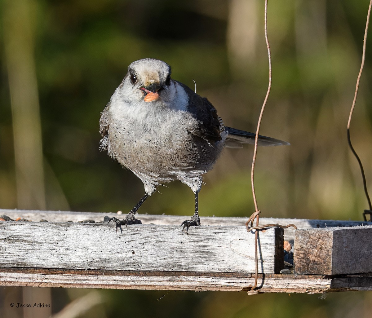 Canada Jay - ML645818300