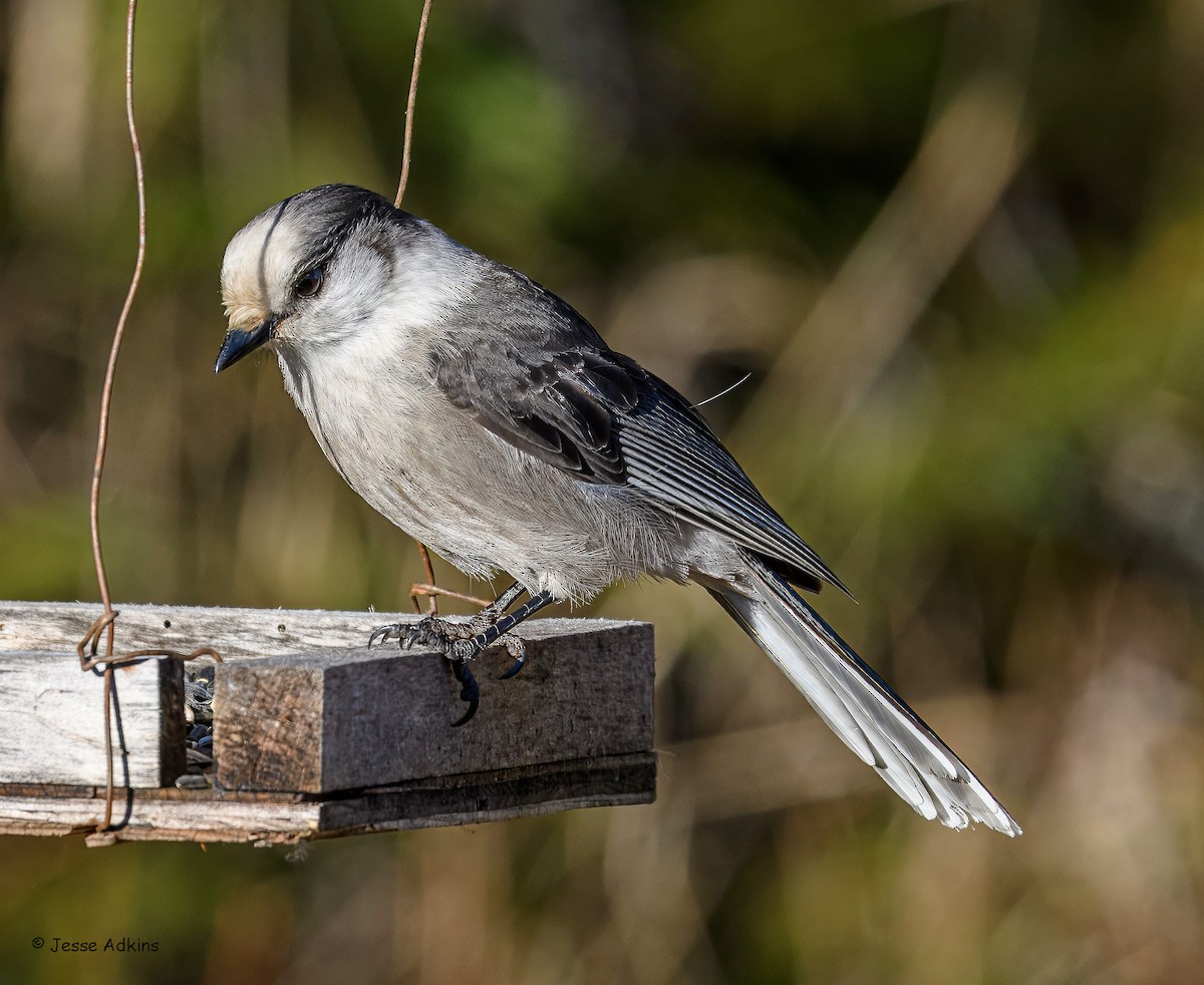 Canada Jay - ML645818301