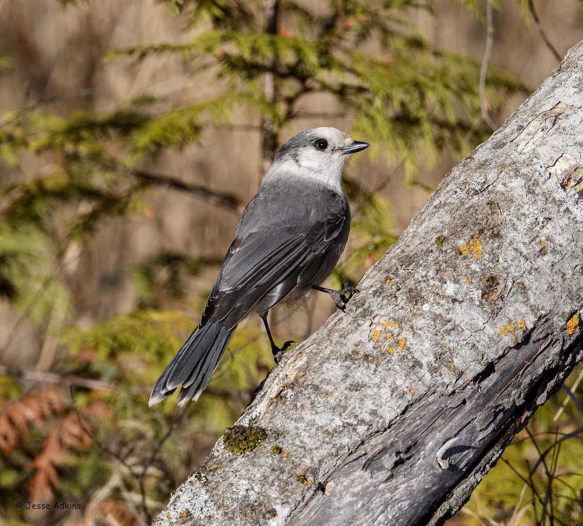 Canada Jay - ML645818302