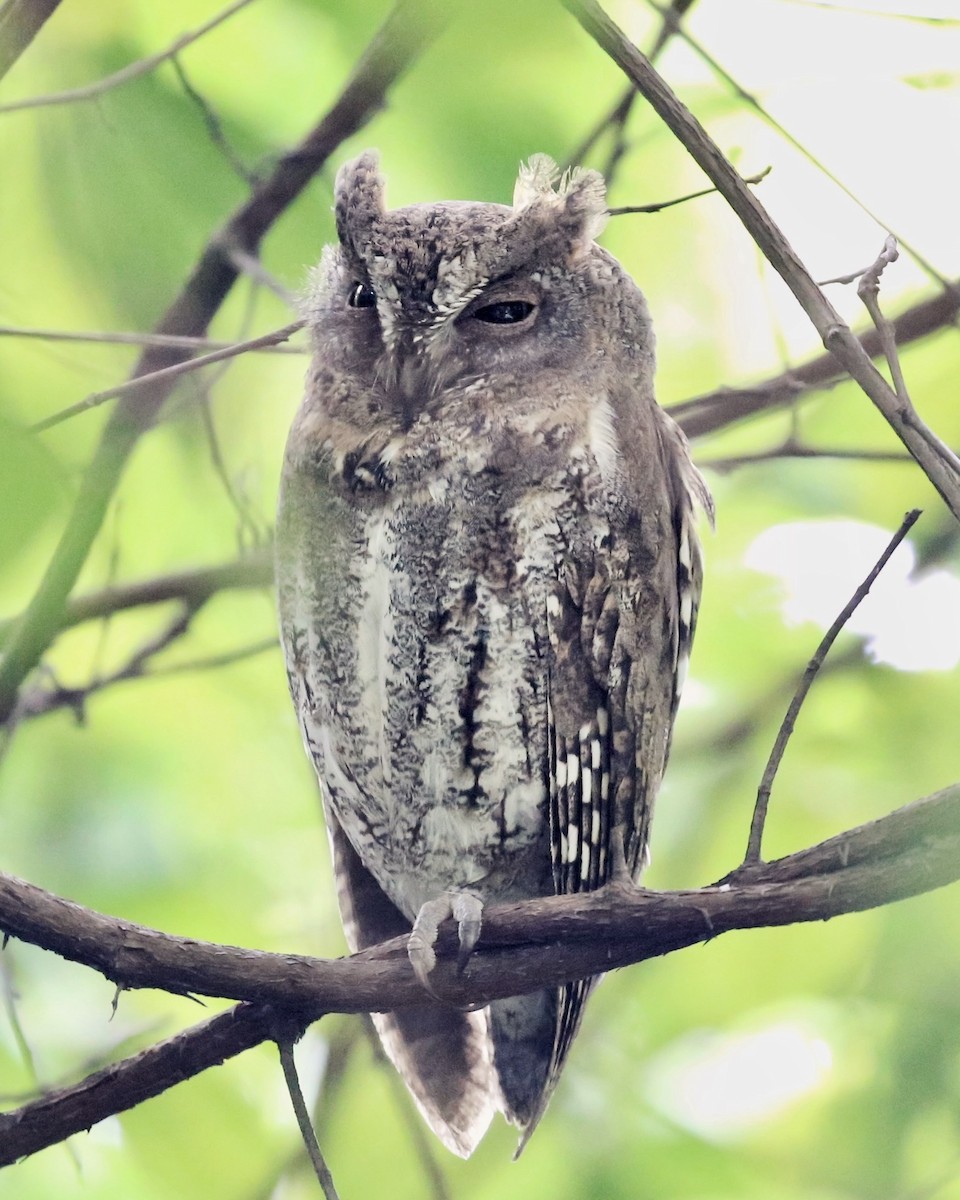 Oriental Scops-Owl - ML645818306