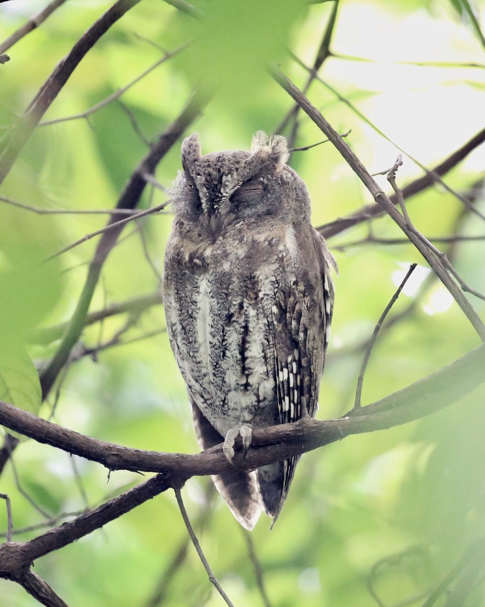 Oriental Scops-Owl - ML645818307