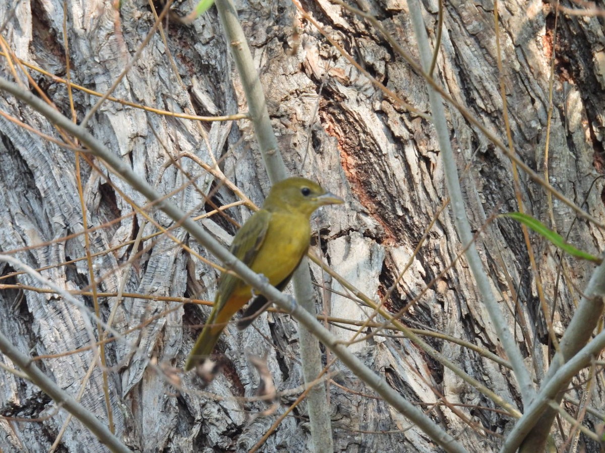 Алая пиранга - ML645818313