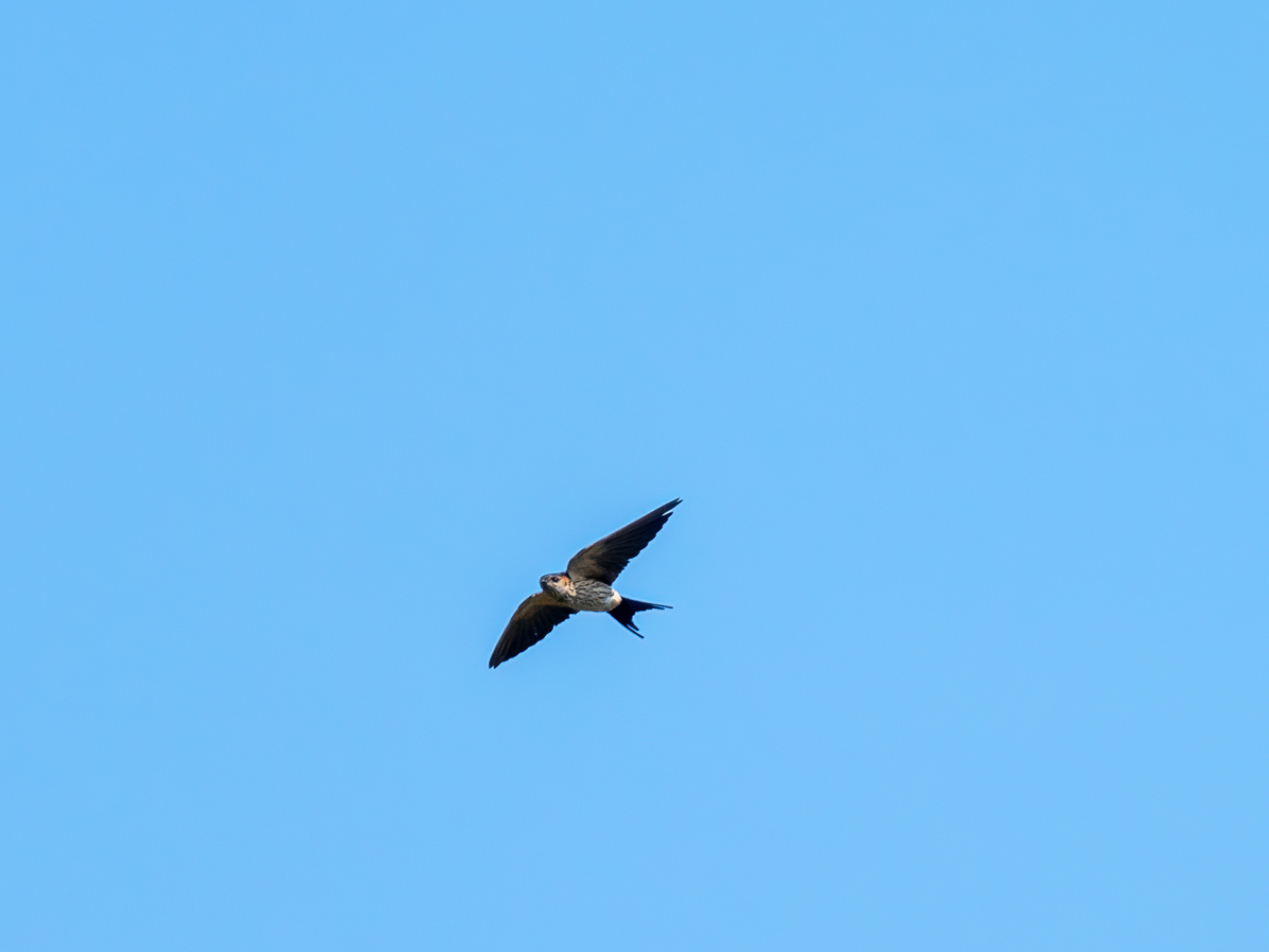 Eastern Red-rumped Swallow (Striated) - ML645818316