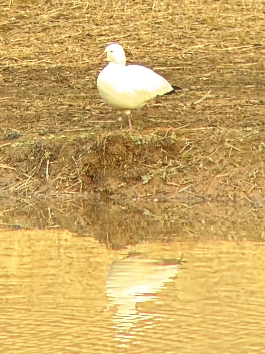 ヒメハクガン - ML645818324