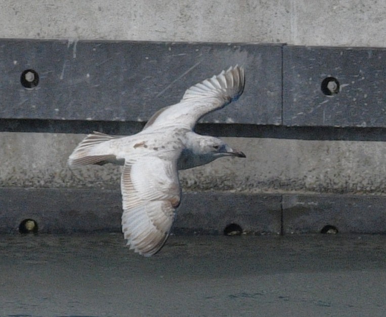 gull sp. - ML645818336