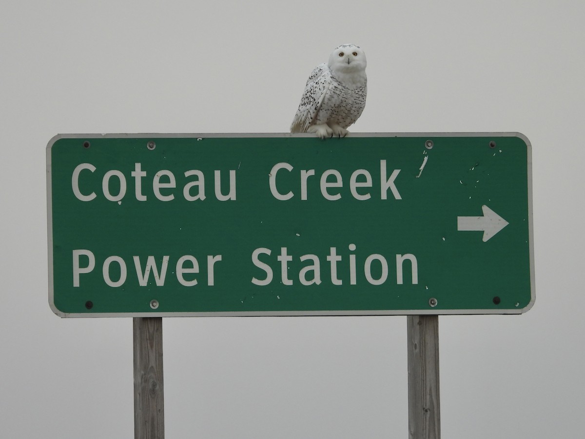Snowy Owl - ML645818357