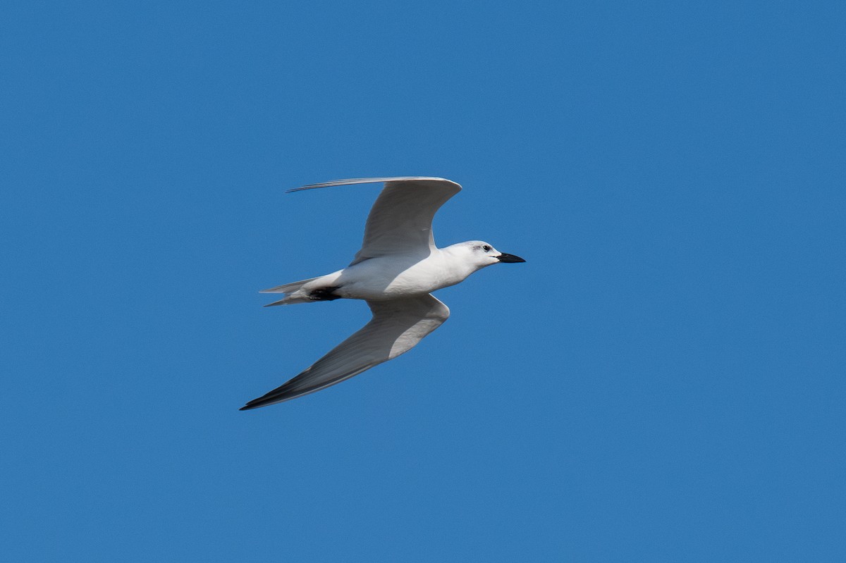 Gull-billed Tern - ML645818366