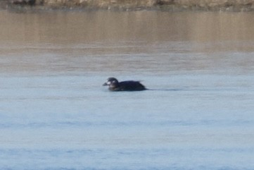Harlequin Duck - ML645818406