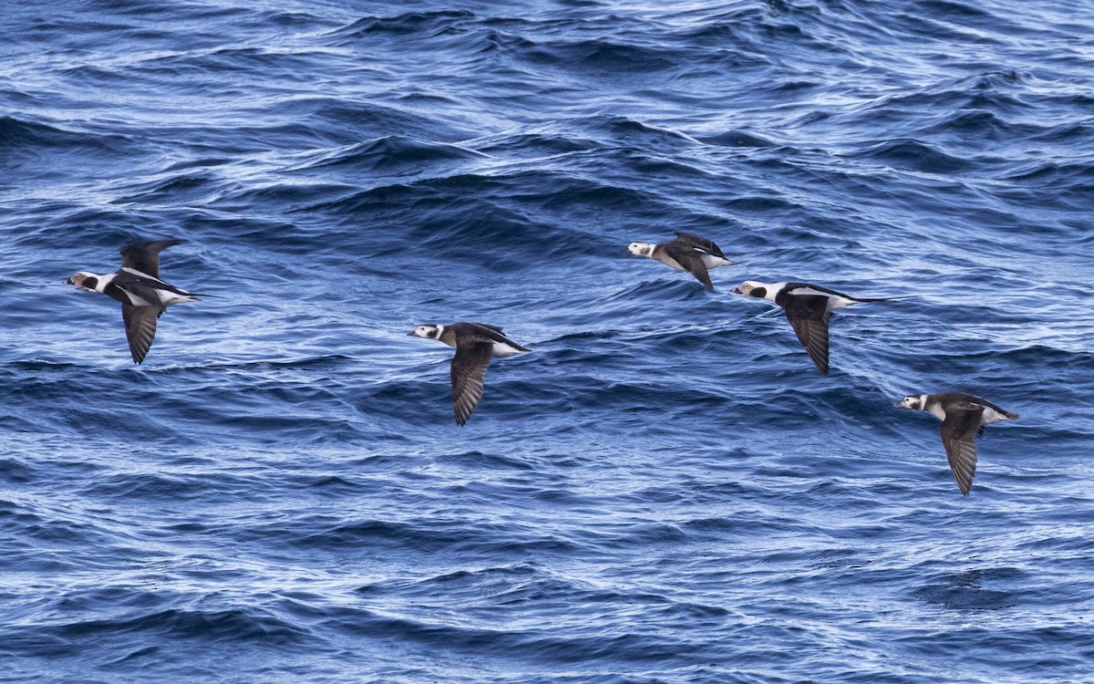 Long-tailed Duck - ML645818408