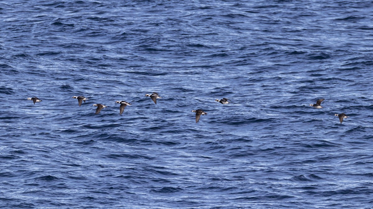 Long-tailed Duck - ML645818409