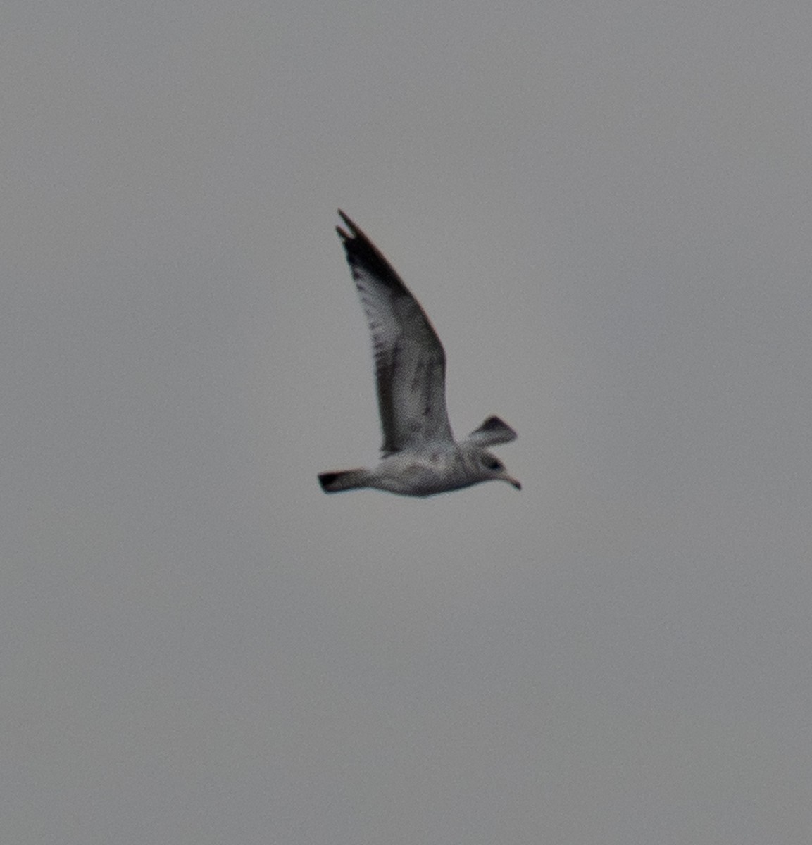 Ring-billed Gull - ML645818411