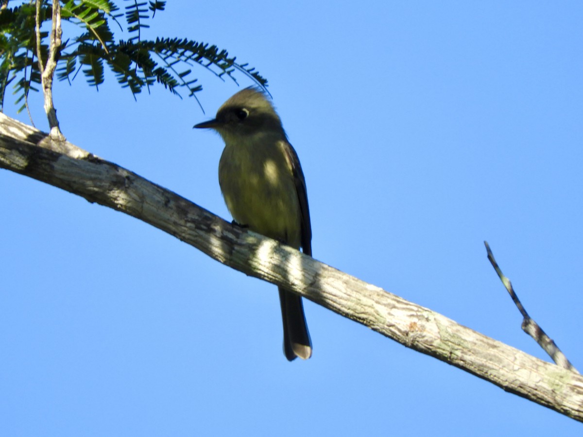 Cuban Pewee - ML645818412