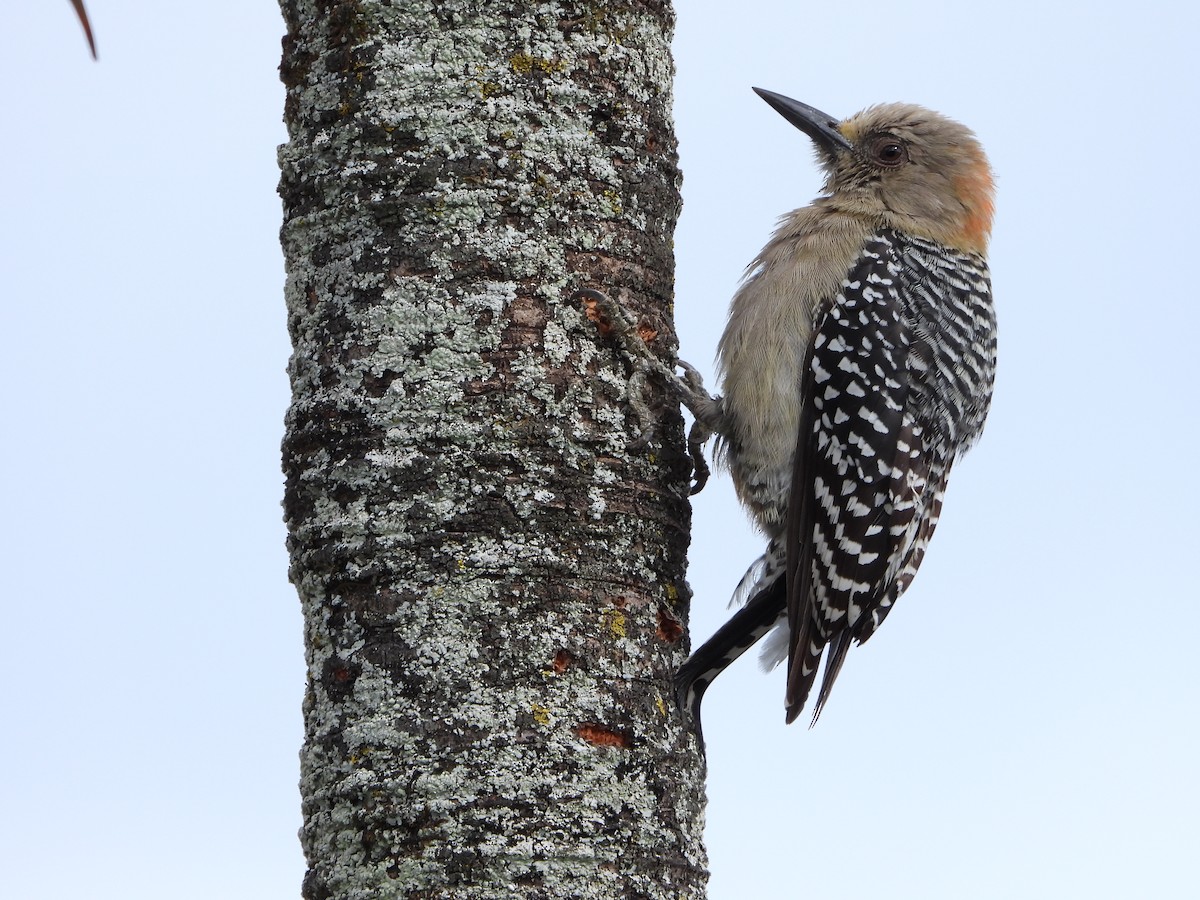 Red-crowned Woodpecker - ML645818417
