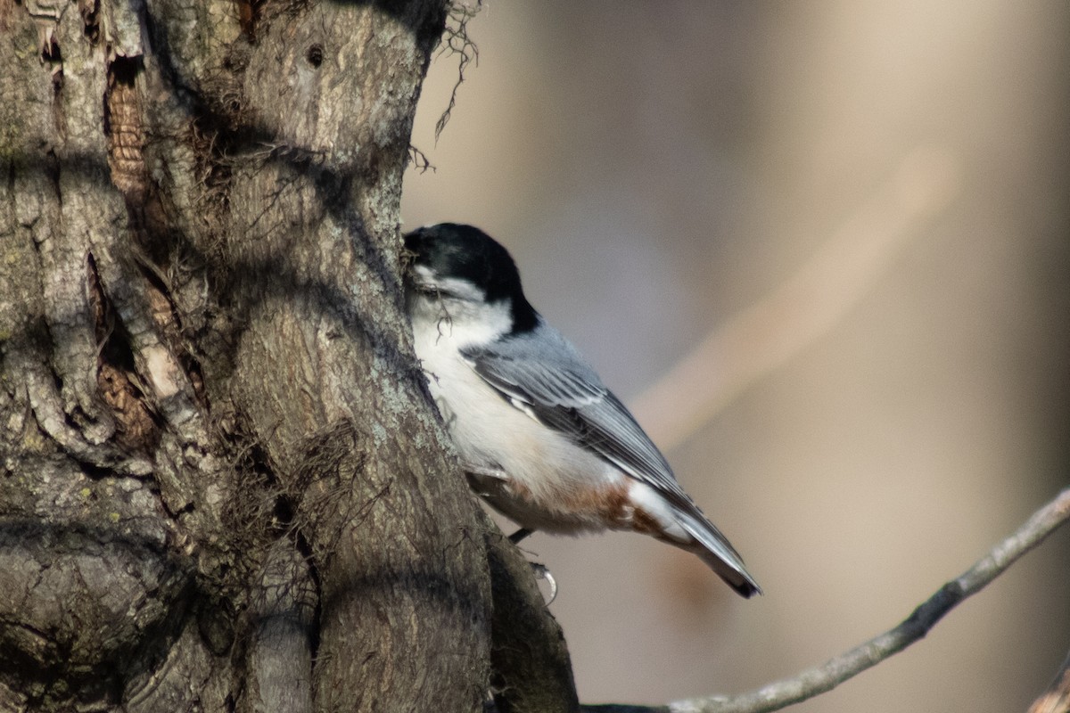 Sittelle à poitrine blanche - ML645818418