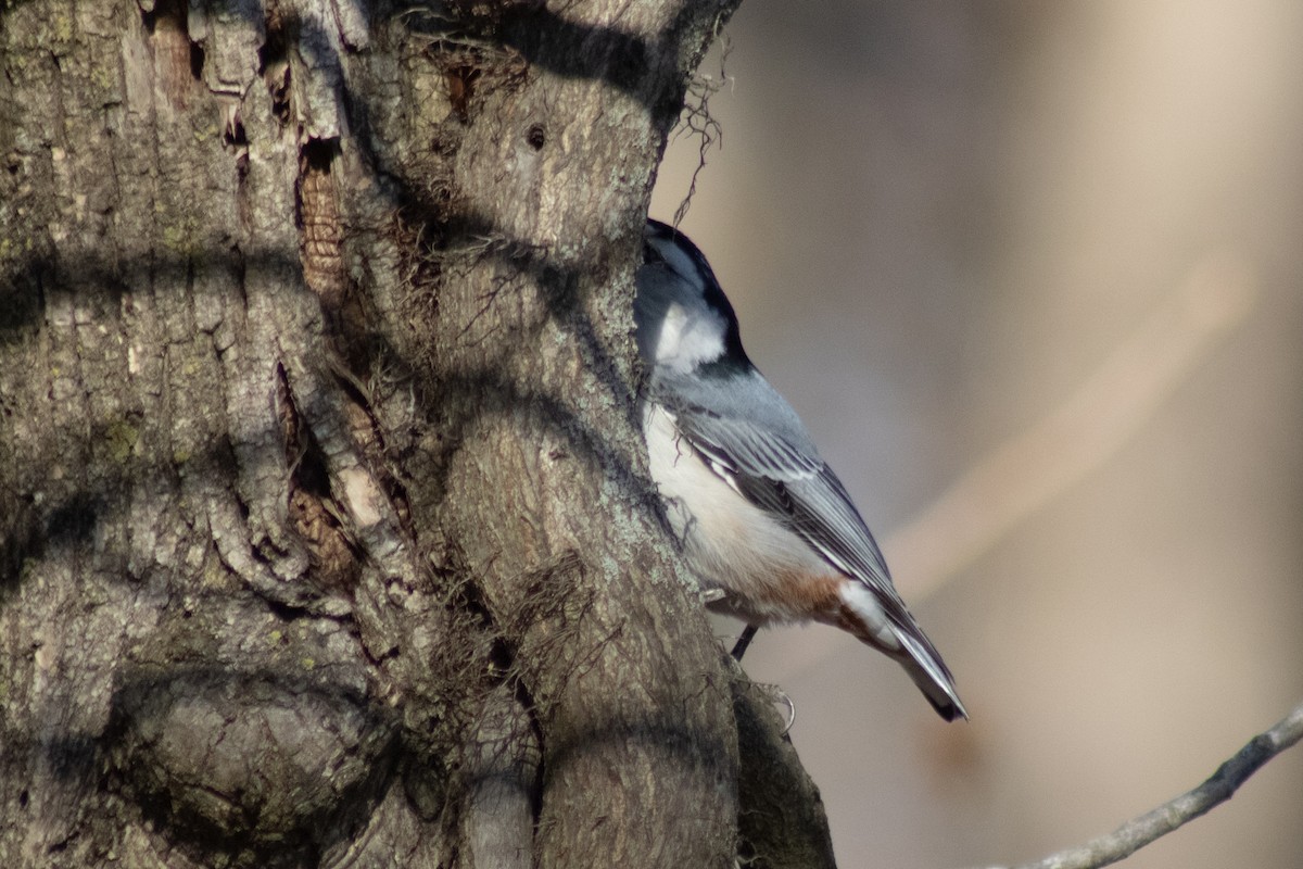 Sittelle à poitrine blanche - ML645818419