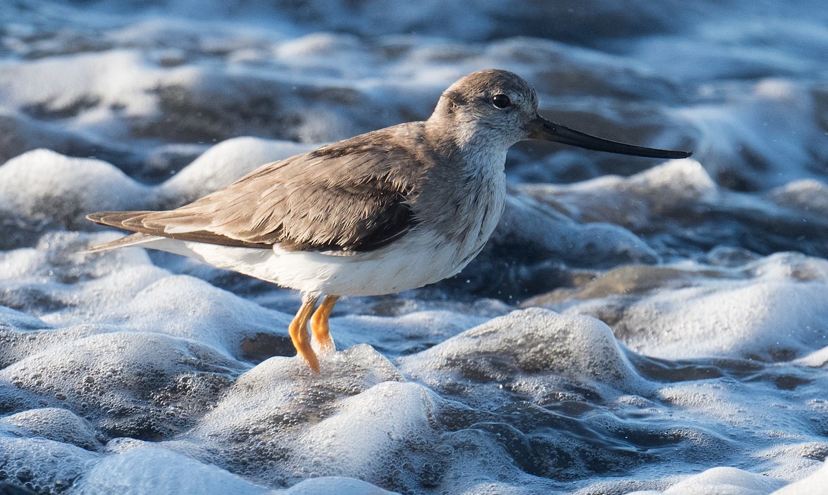 ביצנית אפורה - ML645818422