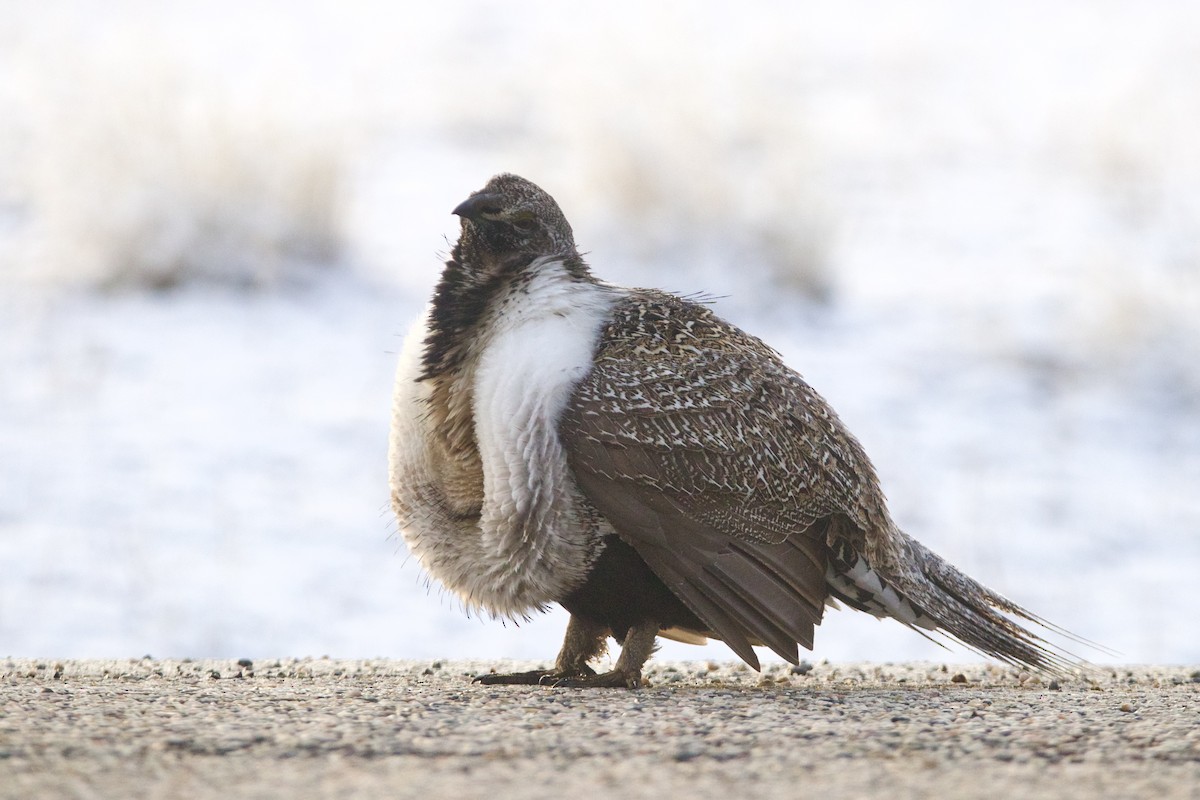 Greater Sage-Grouse - ML645818426