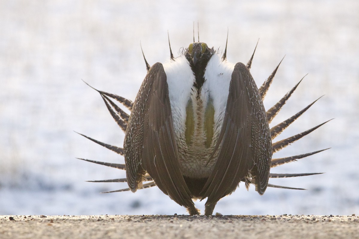 Greater Sage-Grouse - ML645818427
