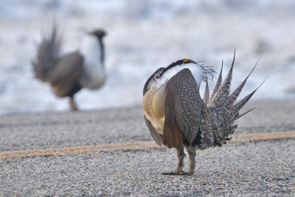 Greater Sage-Grouse - ML645818429