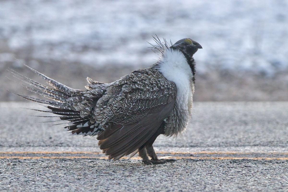 Greater Sage-Grouse - ML645818430
