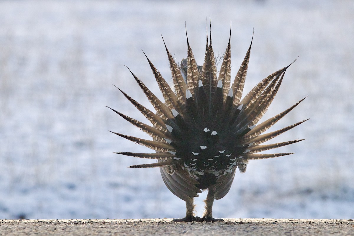 Greater Sage-Grouse - ML645818431