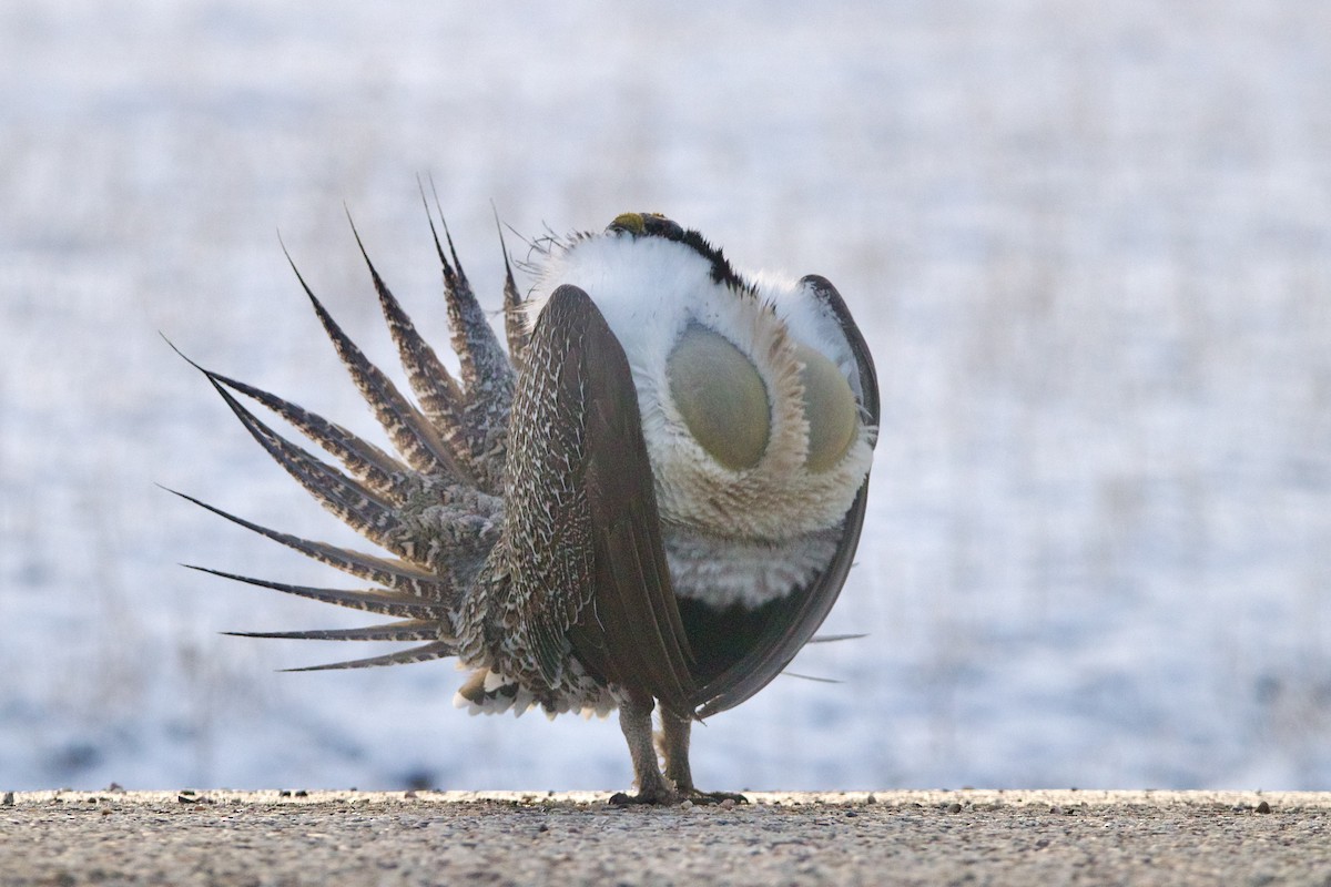 Greater Sage-Grouse - ML645818432