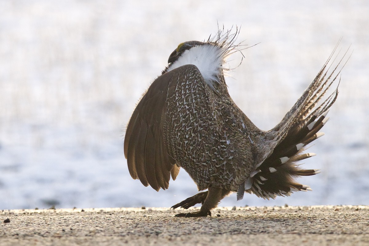 Greater Sage-Grouse - ML645818433