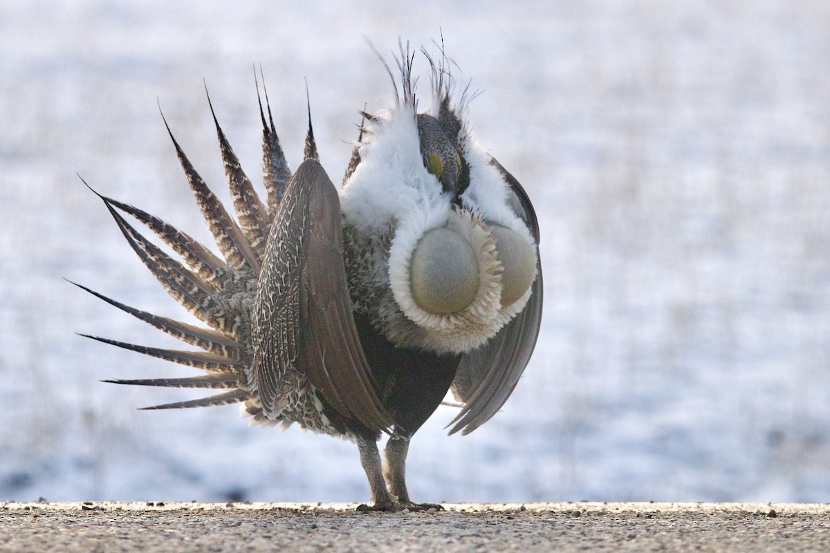 Greater Sage-Grouse - ML645818434