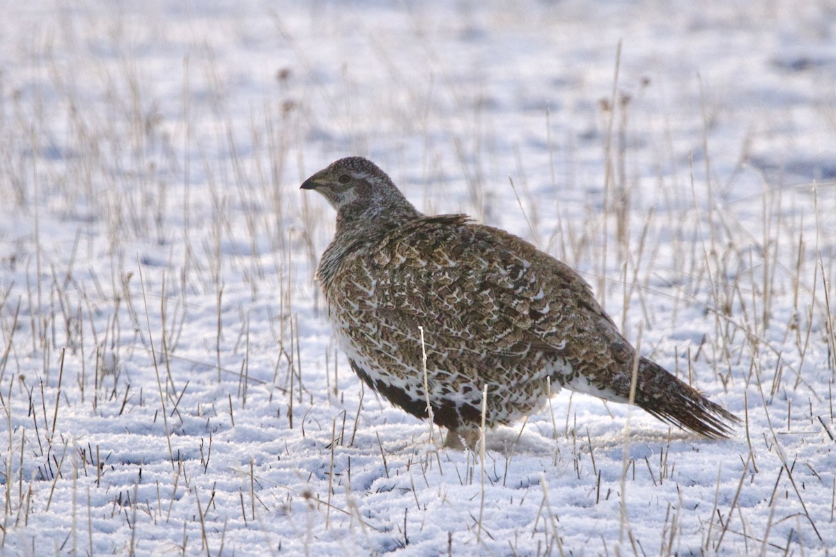 Greater Sage-Grouse - ML645818435