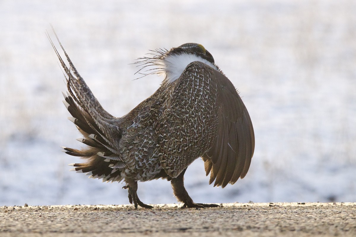 Greater Sage-Grouse - ML645818436